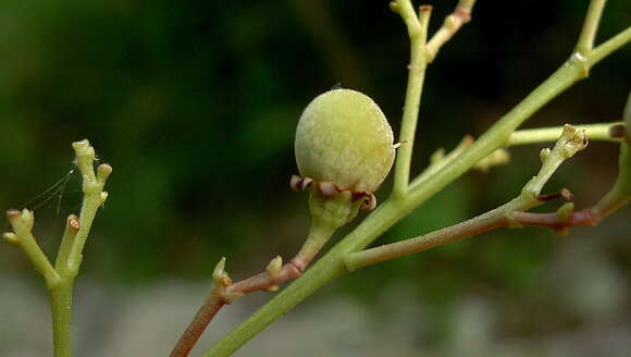 Image of Rinorea bahiensis (Moricand) Kuntze