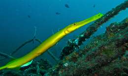 Image of trumpetfishes