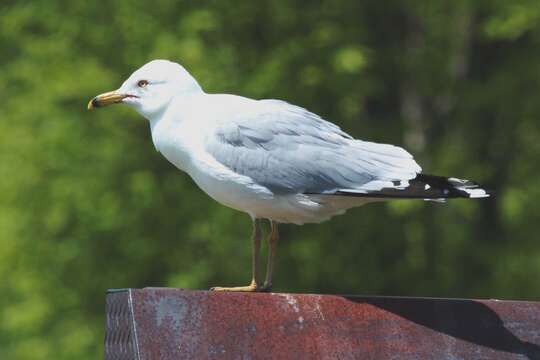 Image of Ring-billed Gull