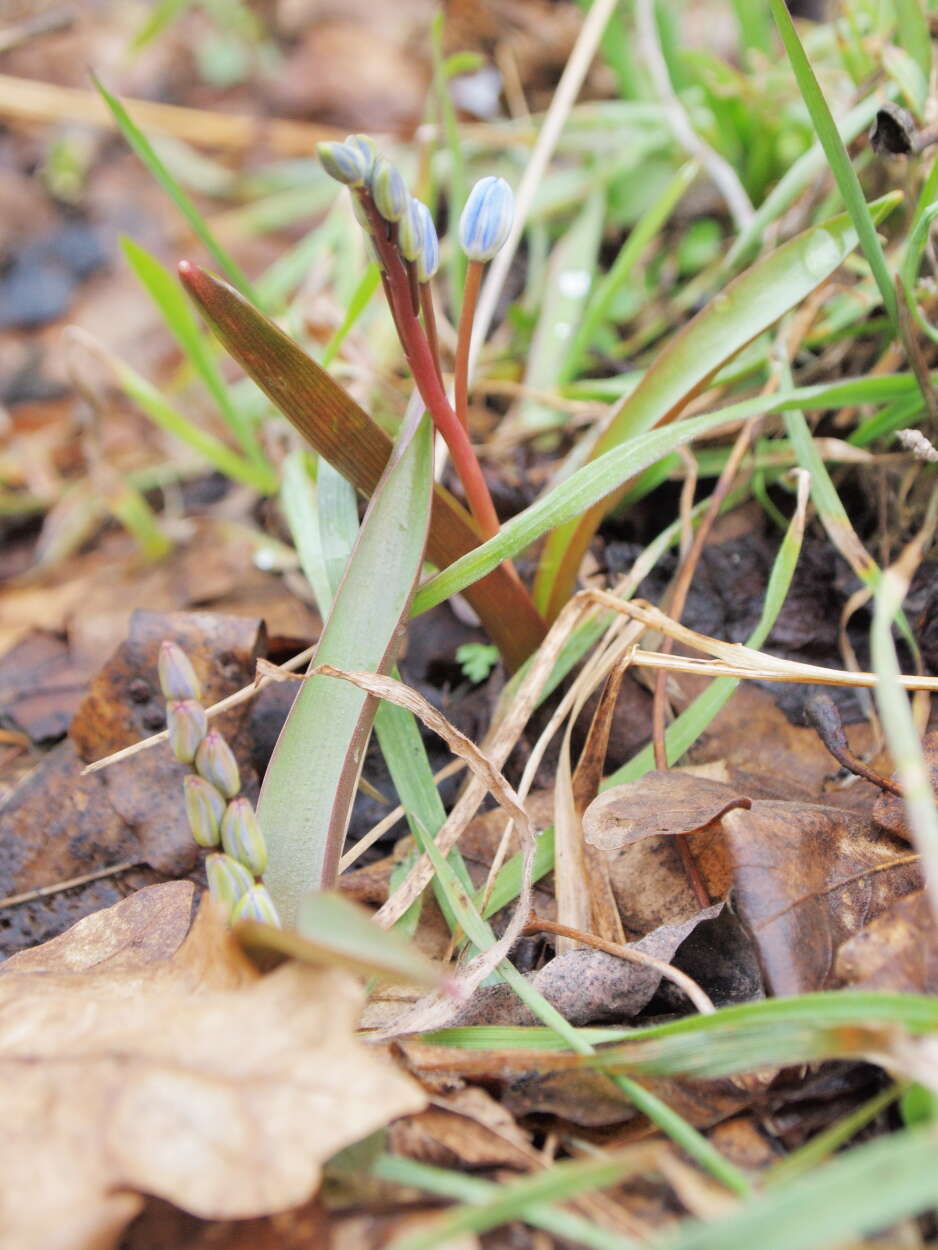 Image of Scilla vindobonensis Speta