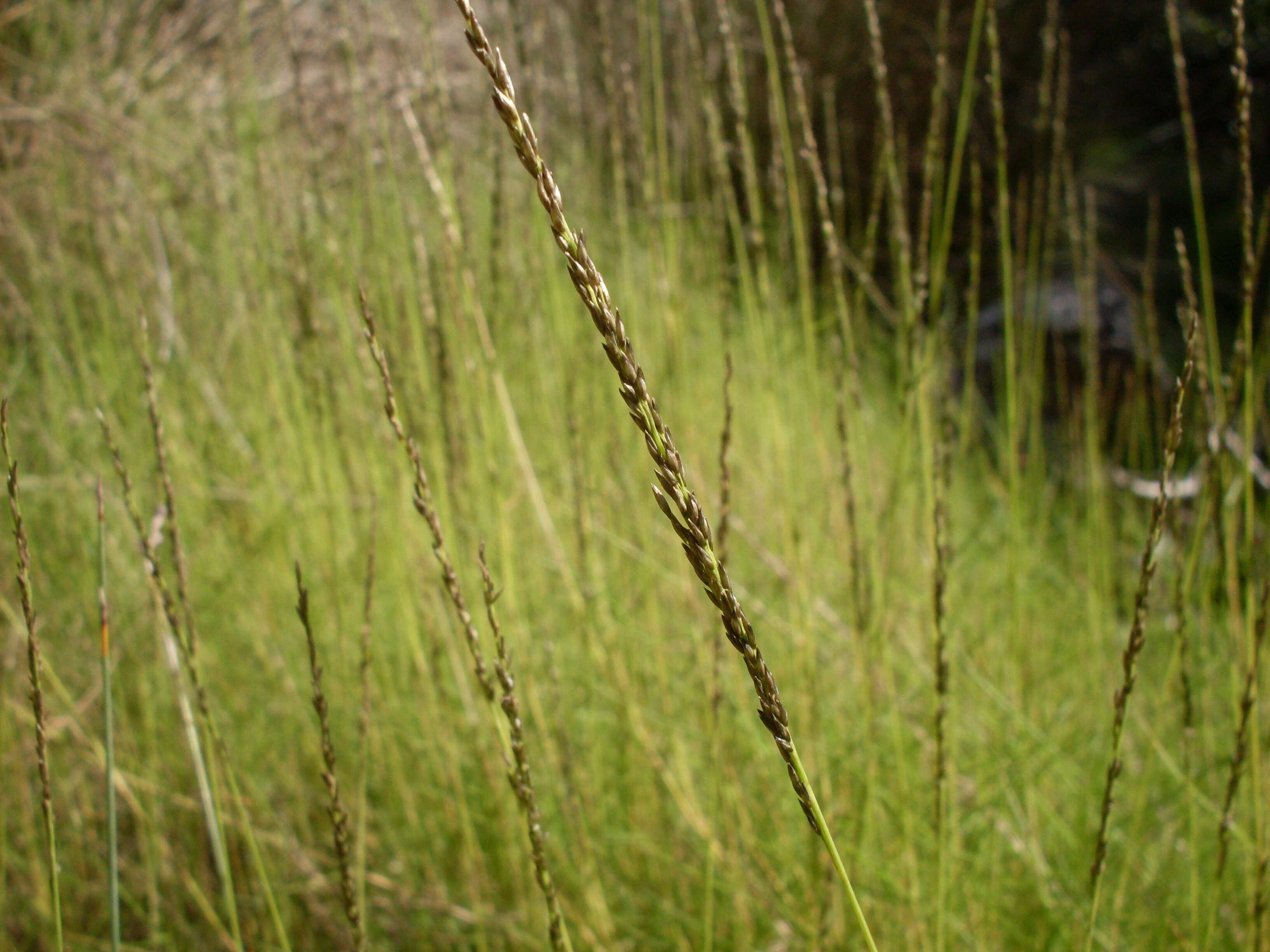 Image de Sporobolus virginicus (L.) Kunth