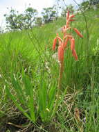 Image de Aloe rhodesiana Rendle