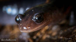 Image of Woodland salamander