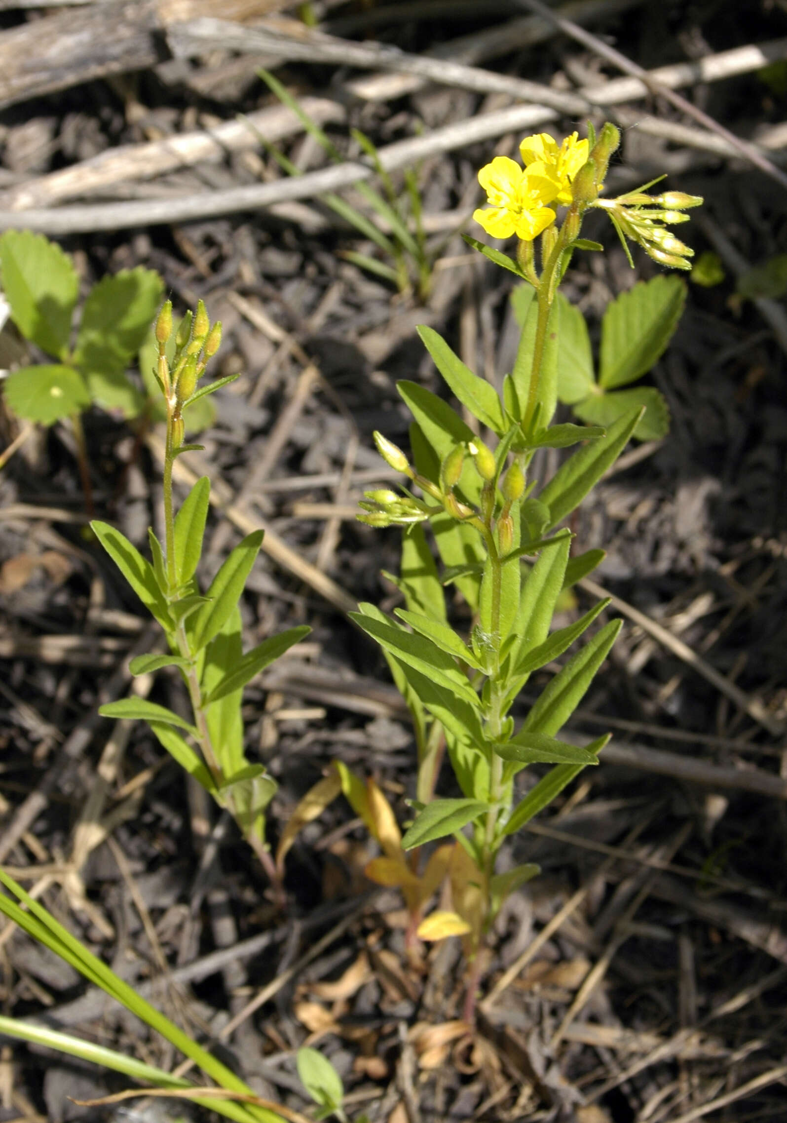 Image of Small sundrops