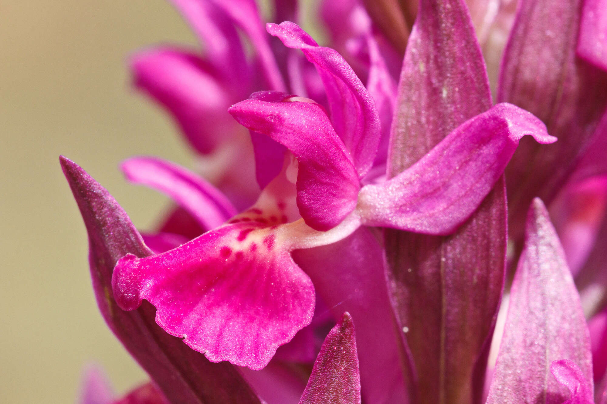 Image of Elder-flowered orchid