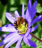 Image of Mining Bees