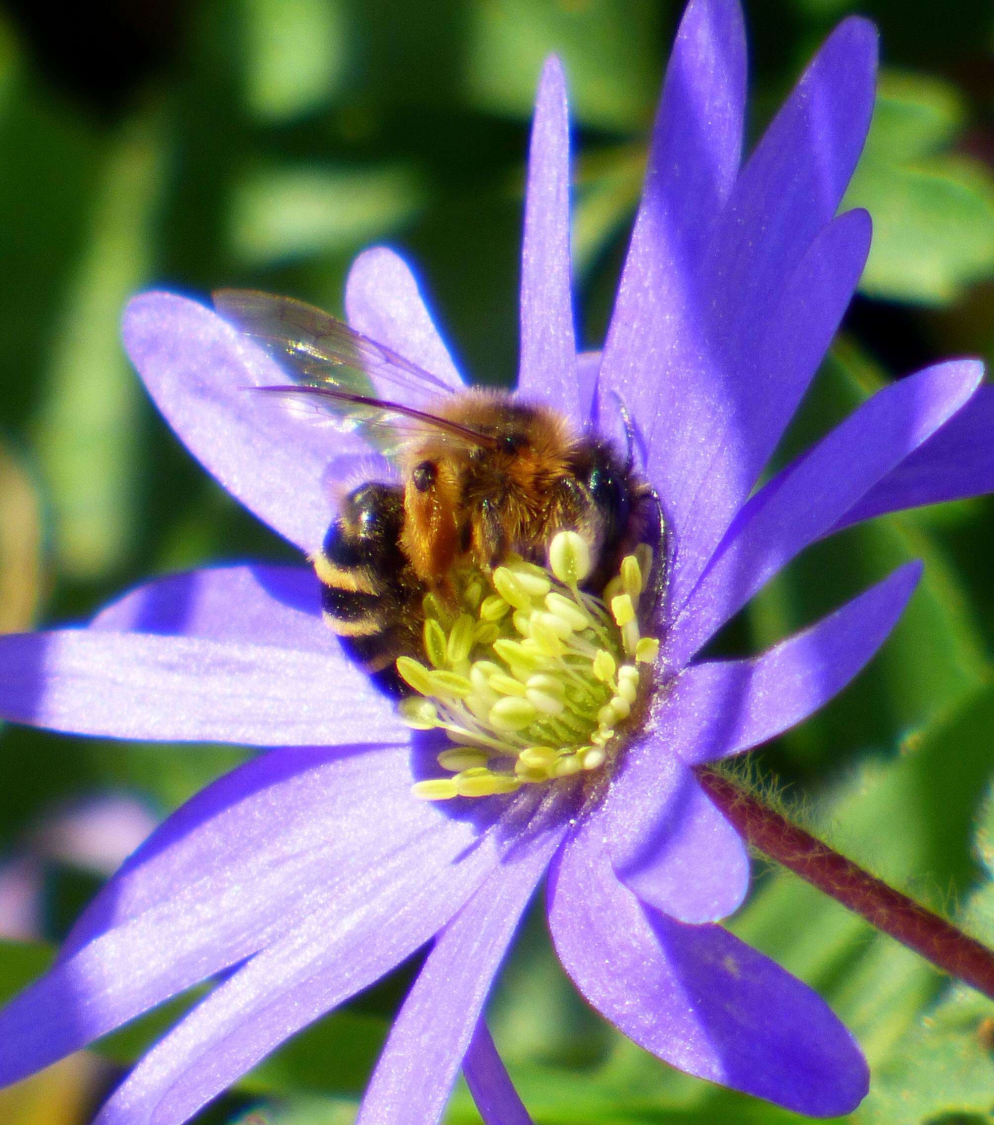 Image of Mining Bees