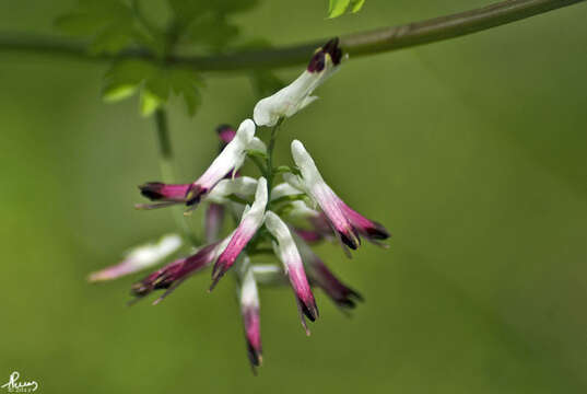 Image of Fumaria bicolor Nicotra