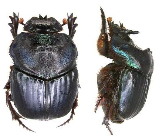 Image of Coprophanaeus