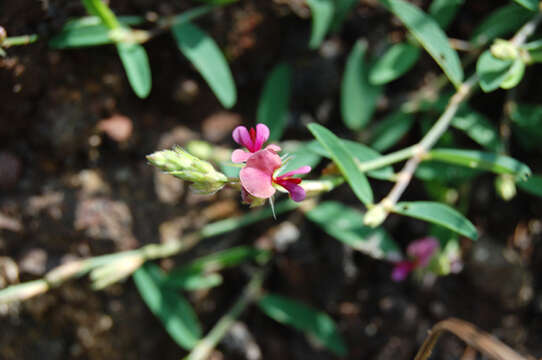 Image of moneywort