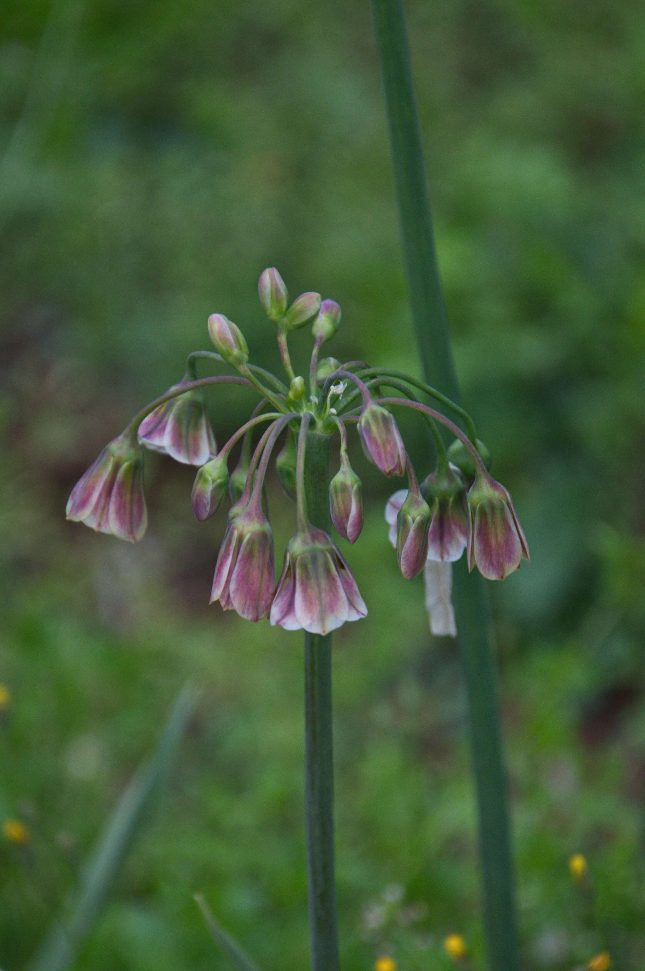 Image of Allium siculum Ucria