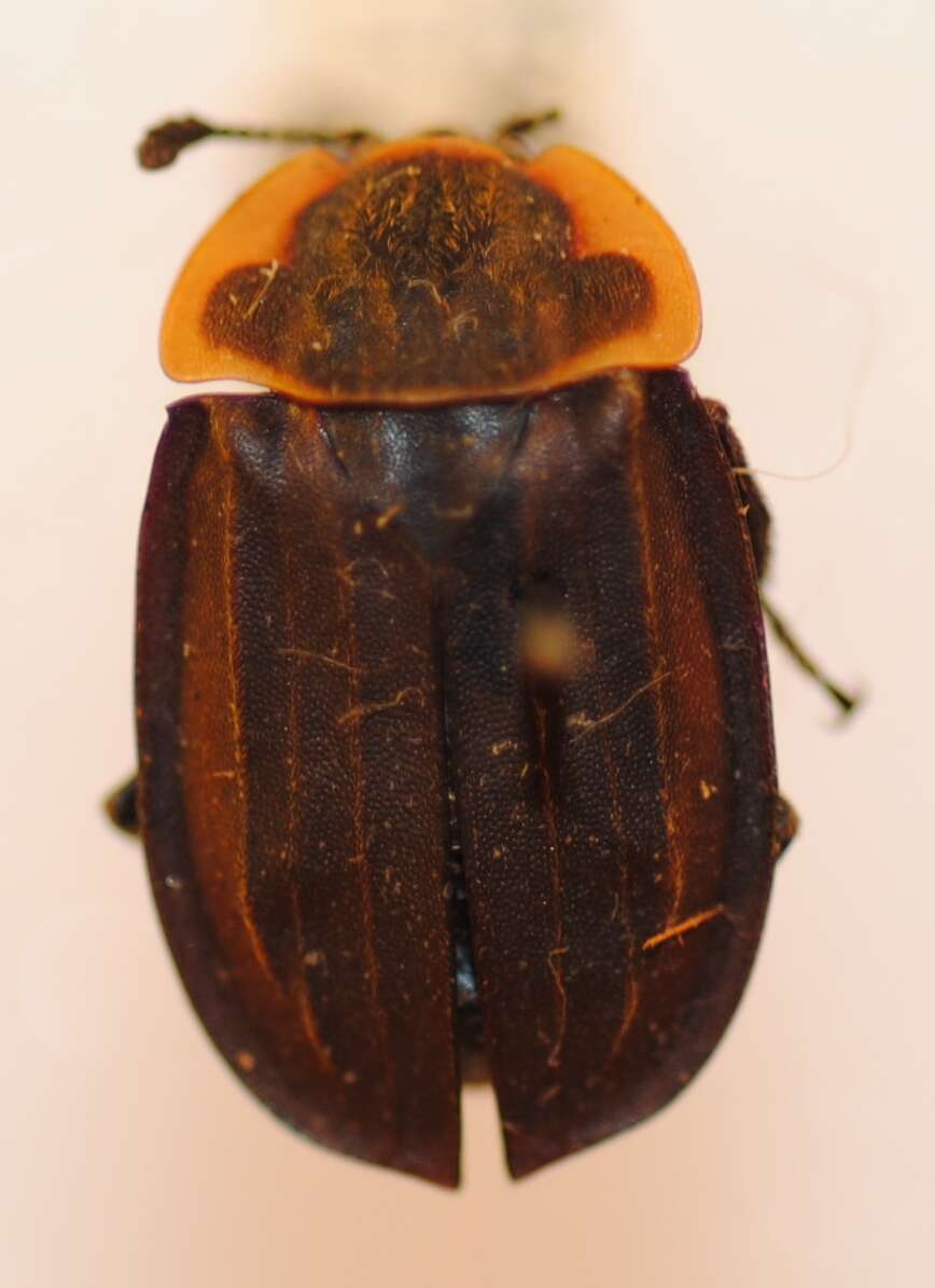 Image of Margined Carrion Beetle