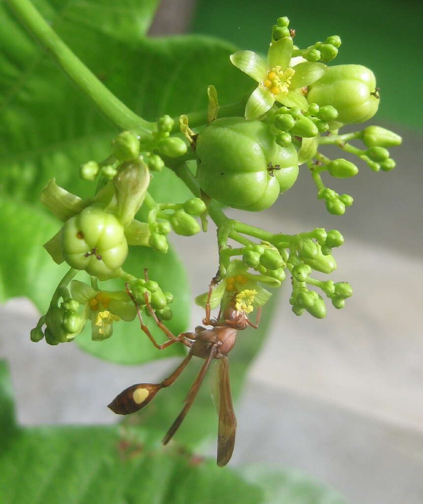 Sivun Jatropha scaposa Radcl.-Sm. kuva