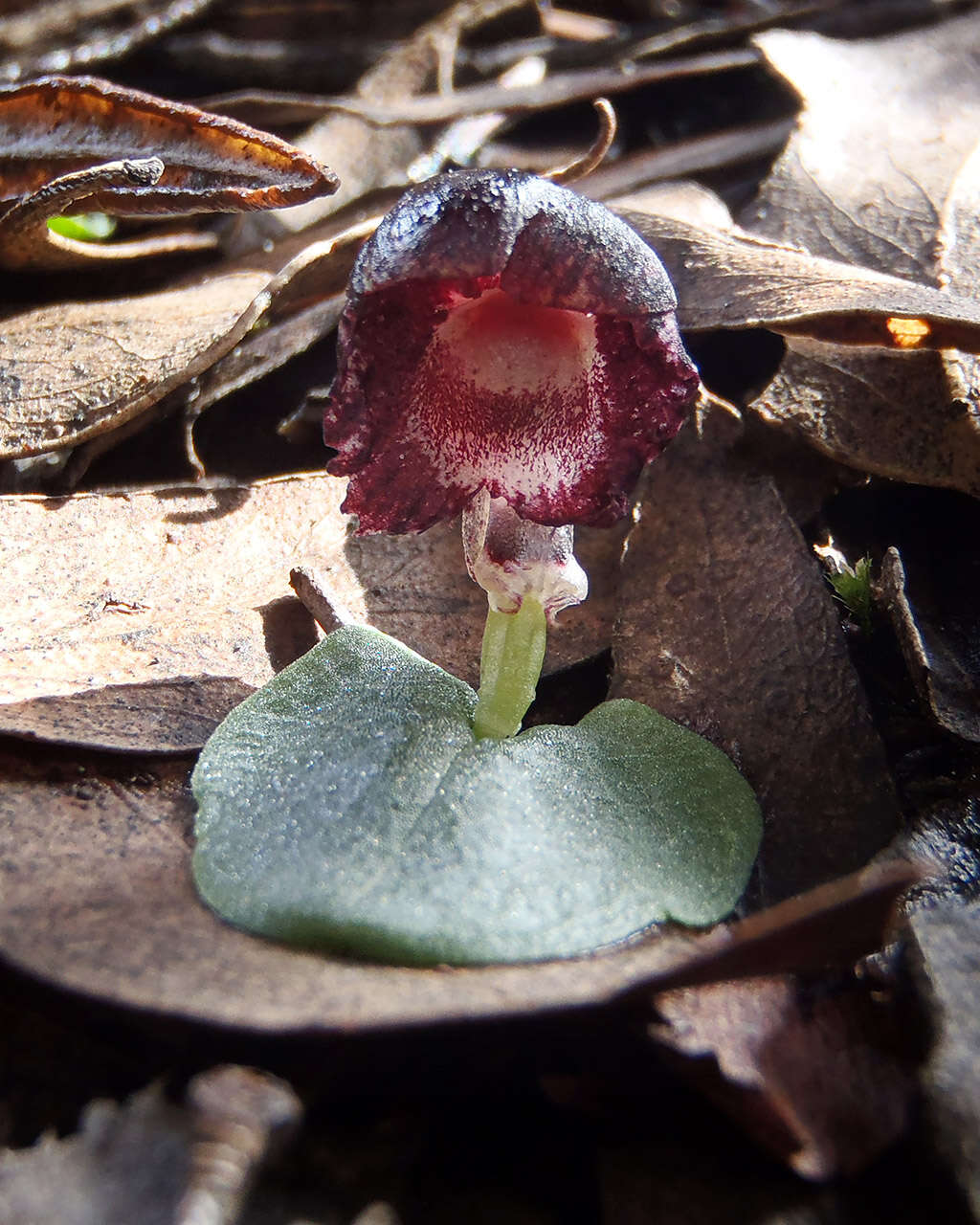 Image of Stately helmet orchid