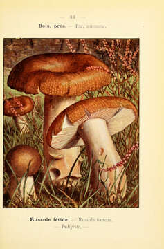 Image of Stinking Russula