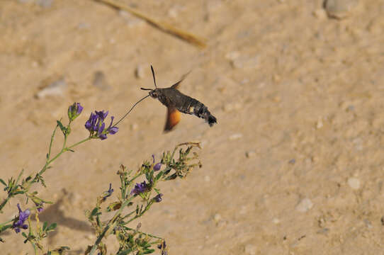 Image of humming-bird hawk moth