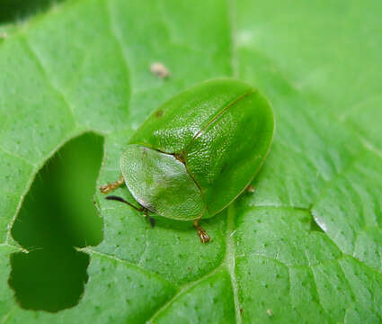 Image of Cassida (Odontionycha) viridis Linnaeus 1758