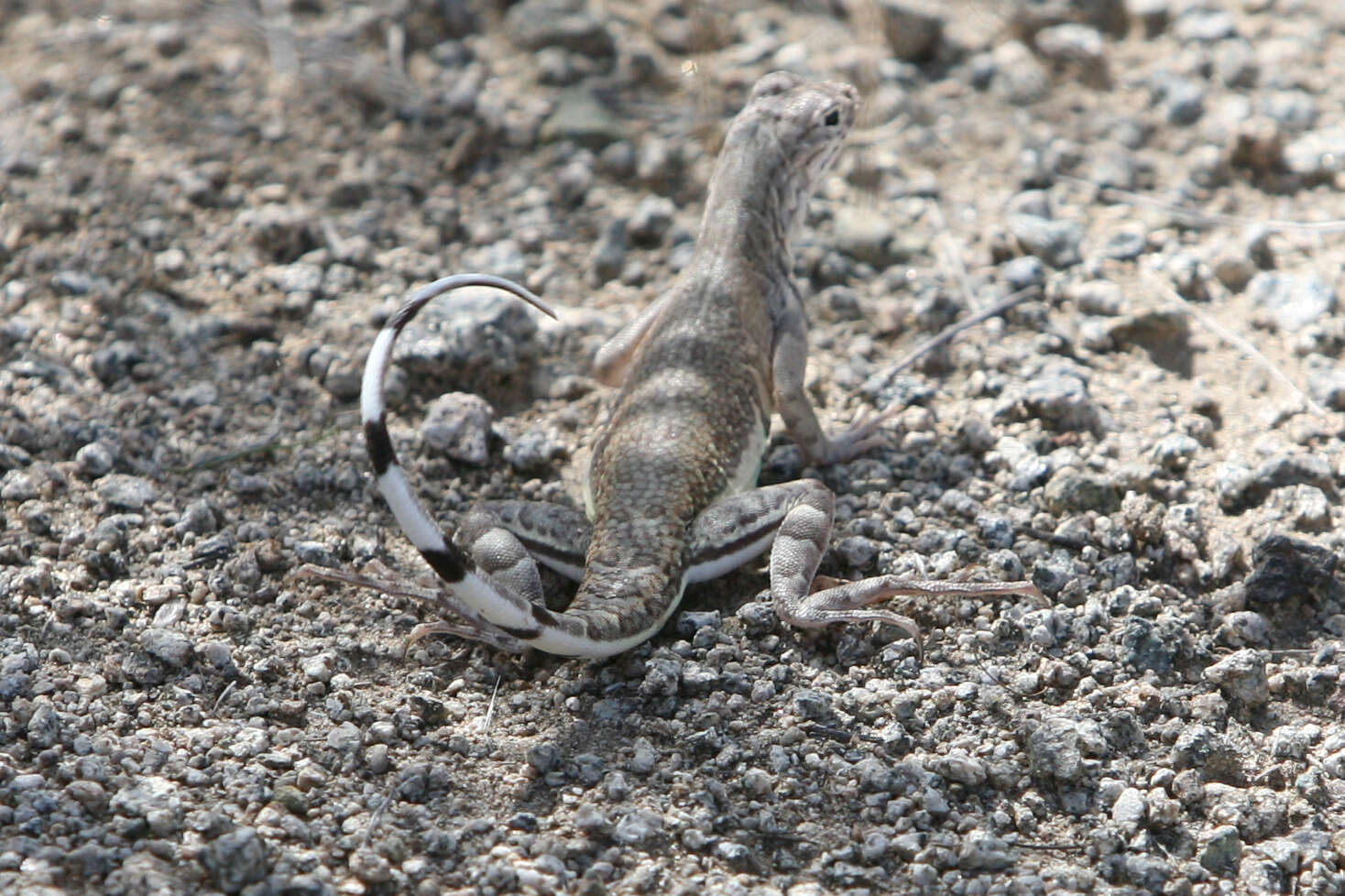Image of horned lizard