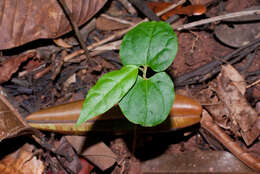 Image of Mortoniodendron anisophyllum (Standl.) Standl. & Steyerm.