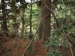 Image of umbrella-pine family