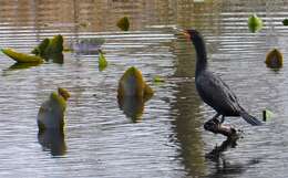 Image of Double-crested Cormorant