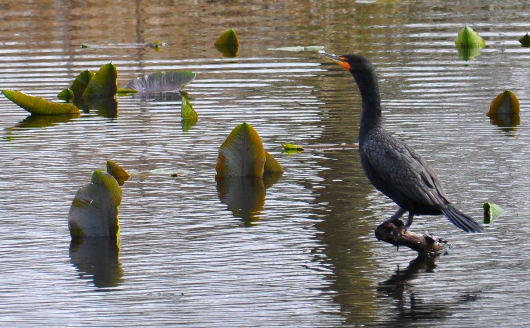 Image of Phalacrocorax Brisson 1760