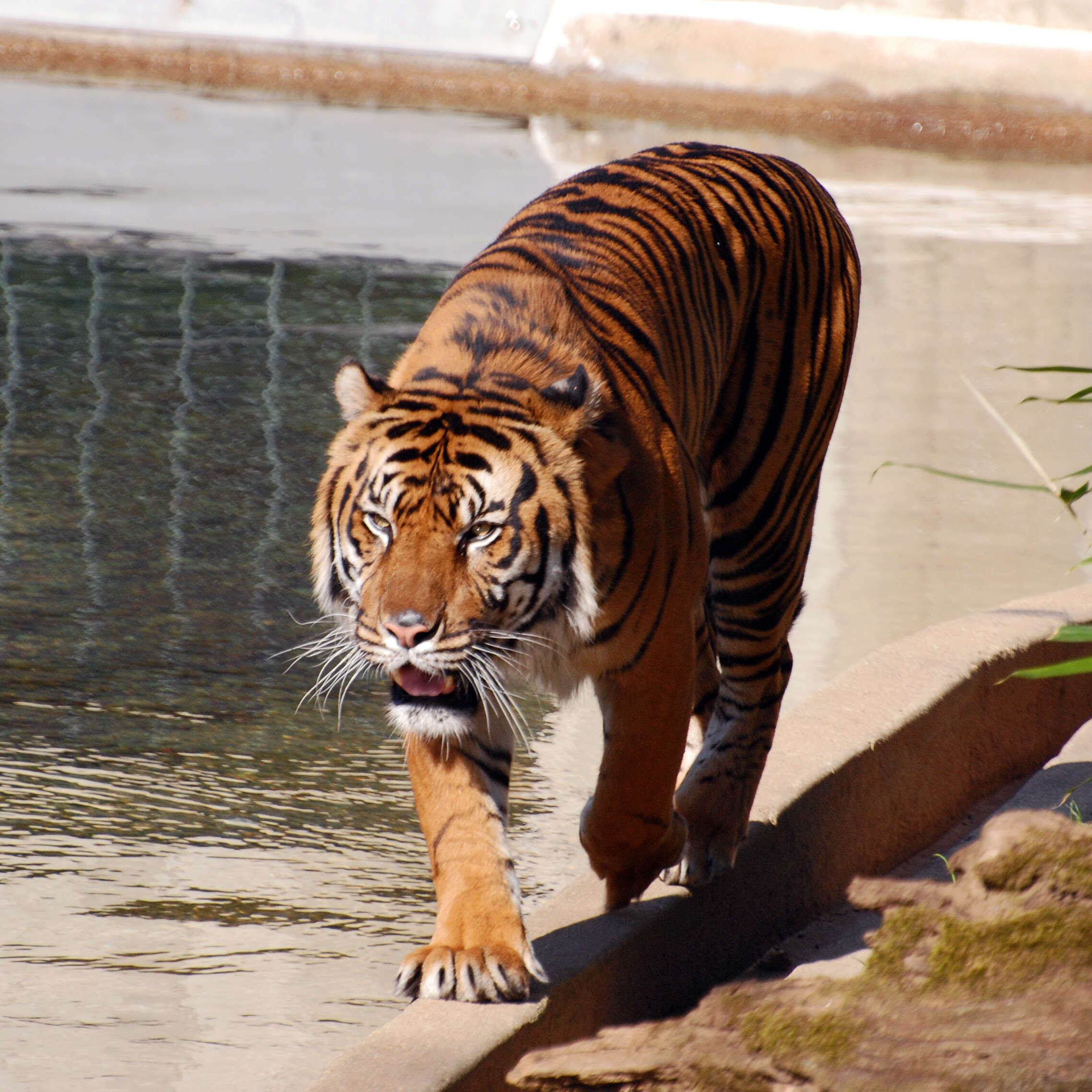 Image of Tiger