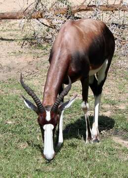 Image of Blesbok