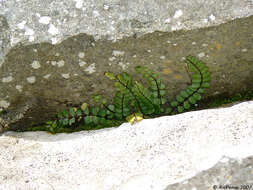 Image of maidenhair spleenwort