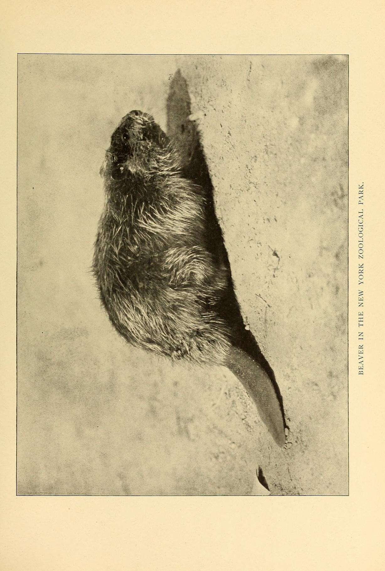 Image of beavers, gophers, kangaroo rats, pocket mice, and relatives