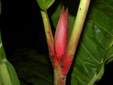 Image of Pentagonia macrophylla Benth.