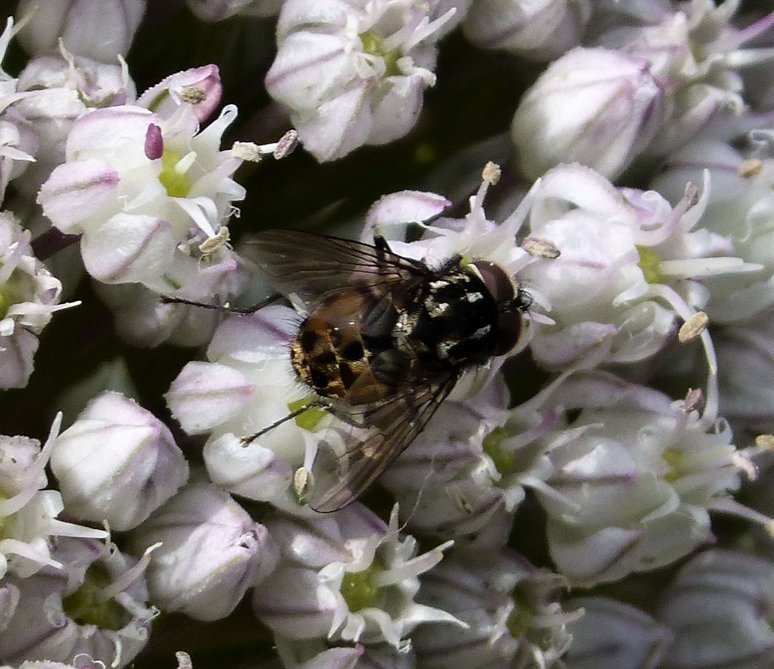 Sivun Graphomya maculata (Scopoli 1763) kuva