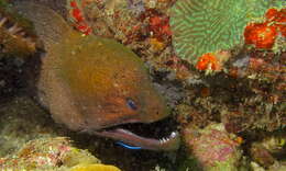 Image of Giant moray