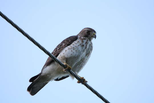 Image of Broad-winged Hawk