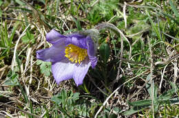 Image of pasqueflower