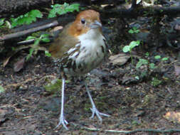 Image of antpittas