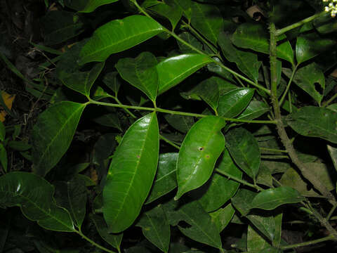 Image of Zanthoxylum acuminatum (Sw.) Sw.