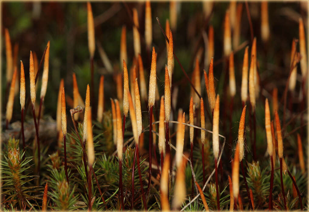 Слика од Polytrichum juniperinum Hedwig 1801