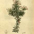 Image de Stylidium adnatum R. Br.