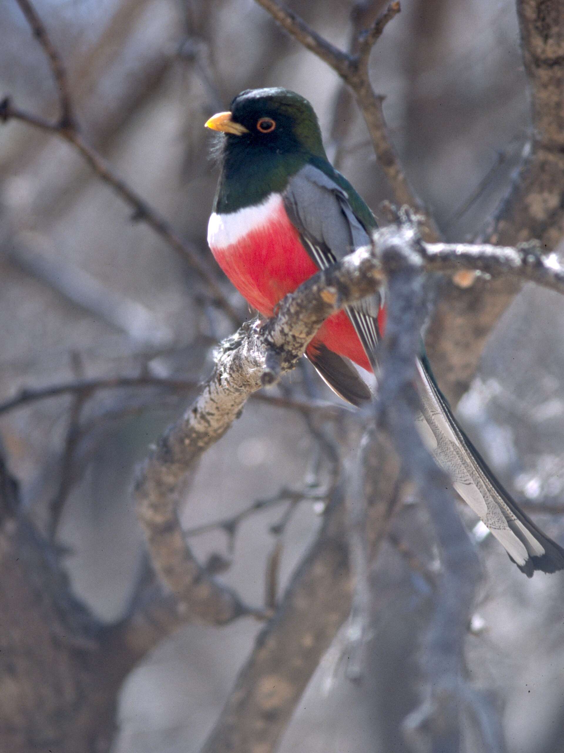 Plancia ëd Trogon Brisson 1760