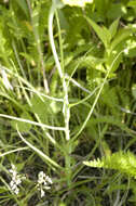 Image of goatsbeard