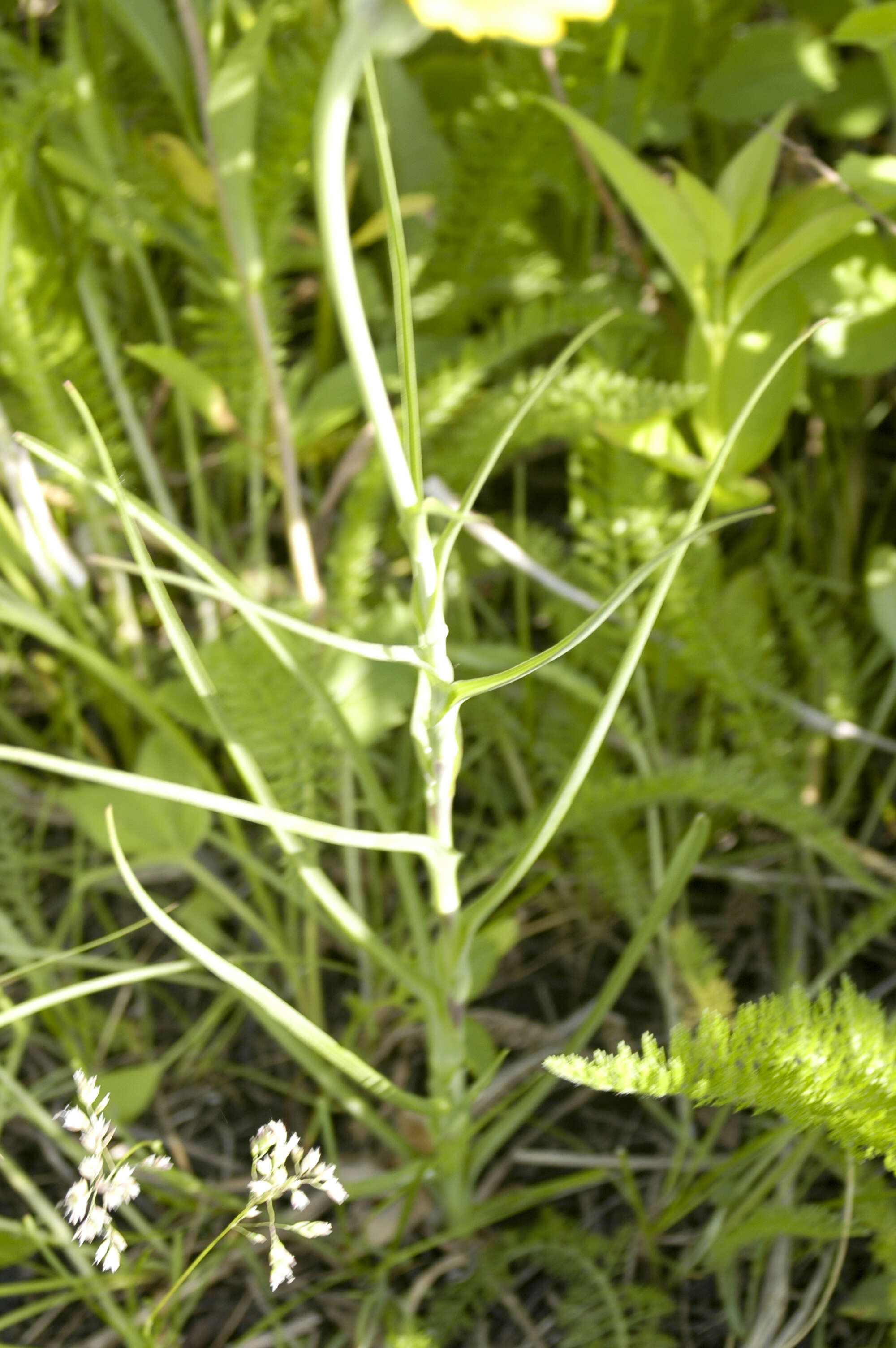 Image of goatsbeard