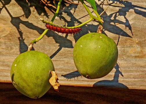 Plancia ëd Passiflora incarnata L.