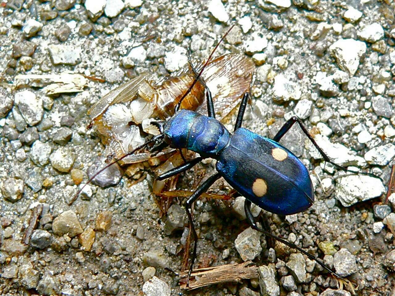 Sivun Pseudoxycheila tarsalis Bates 1869 kuva