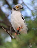 Prionops plumatus (Shaw 1809)的圖片