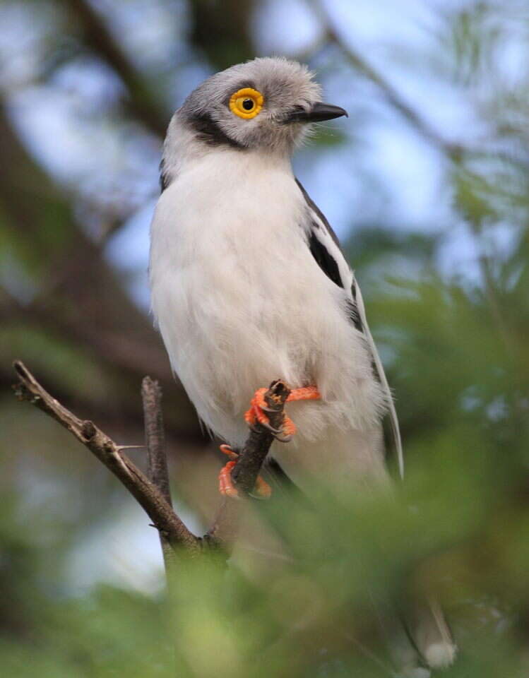 Image de Prionops Vieillot 1816