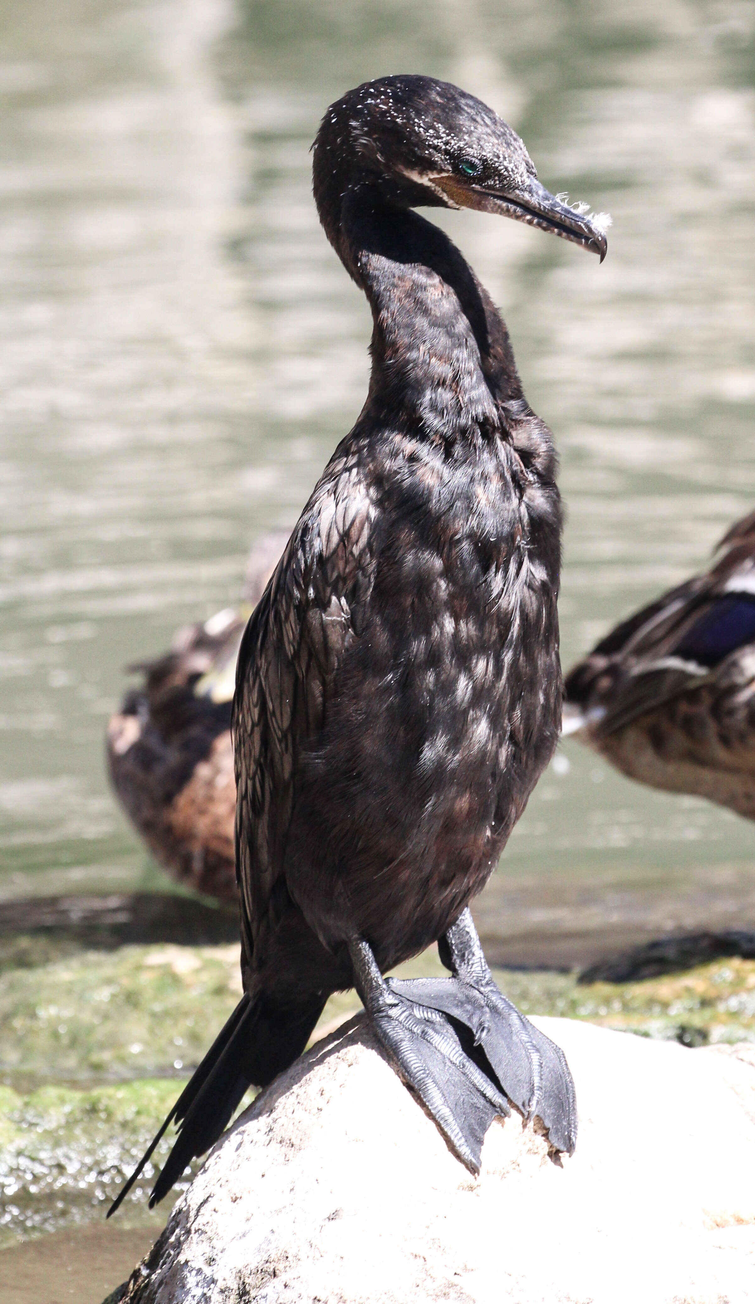 Image of neotropic cormorant