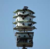 Image of Purple Martin