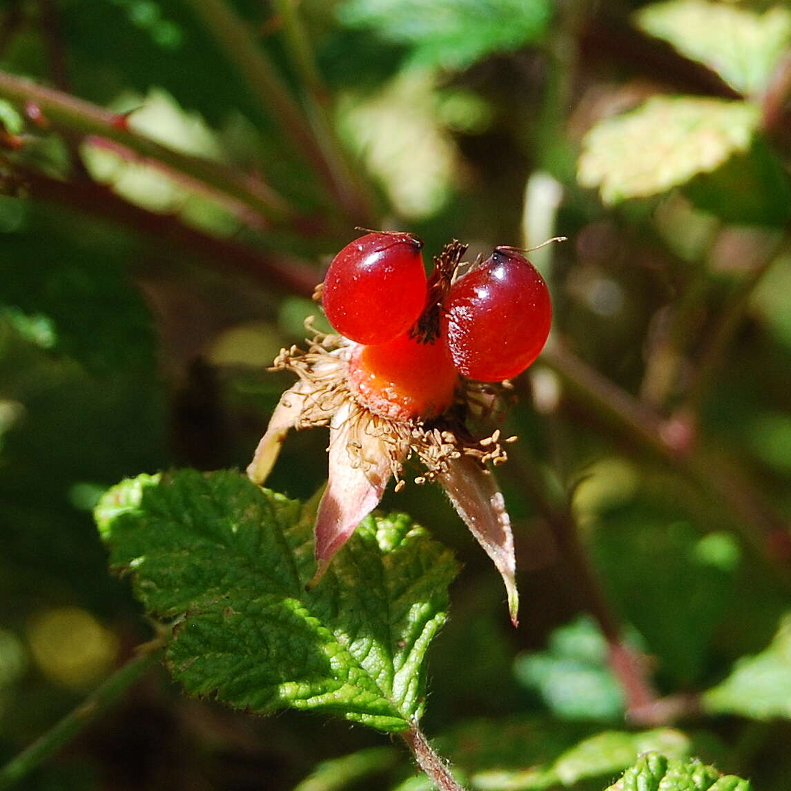 Sivun Rubus parvifolius L. kuva