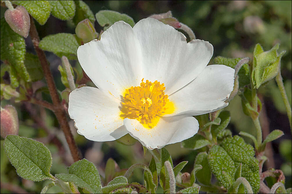 Image of Rockrose